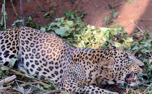 Leopard 2